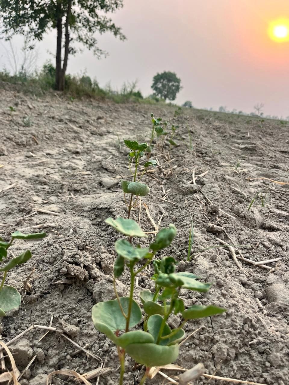 Cotton scope will decrease