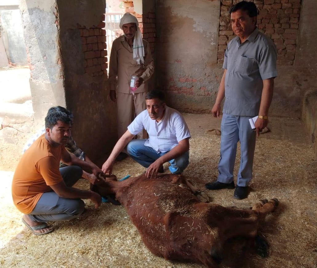 De-hydration can cause fever in animals, feed water four times a day: Dr. sahrawat
