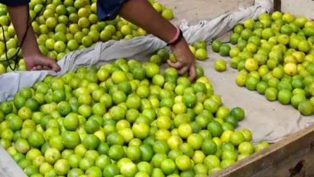 Citrus Canker Rapidly Spreading in Lemon Orchards
