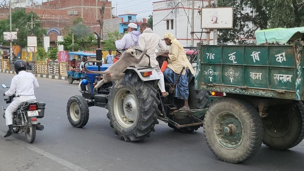 Monkey creates havoc, jam occurs on Farenda Road