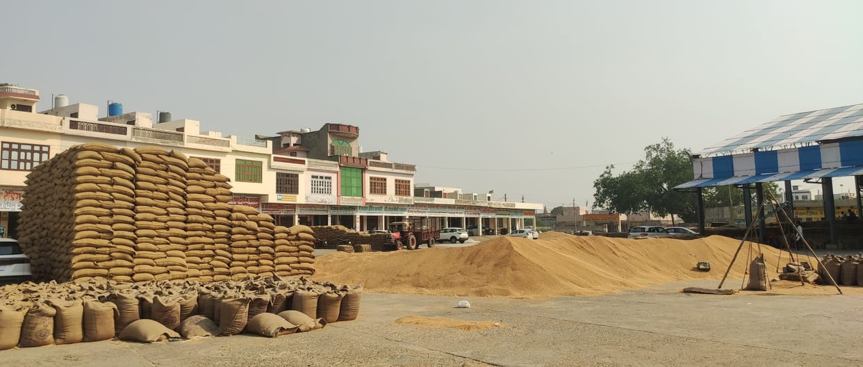 Wheat production in Bangar increased more than last year