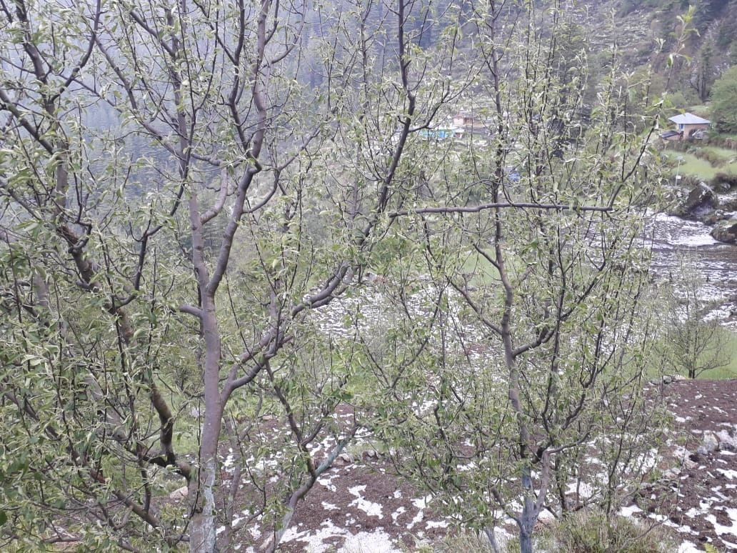 Koot Panchayat, Rampur Bushahr, farmers suffer loss due to hailstorm, farmers worried