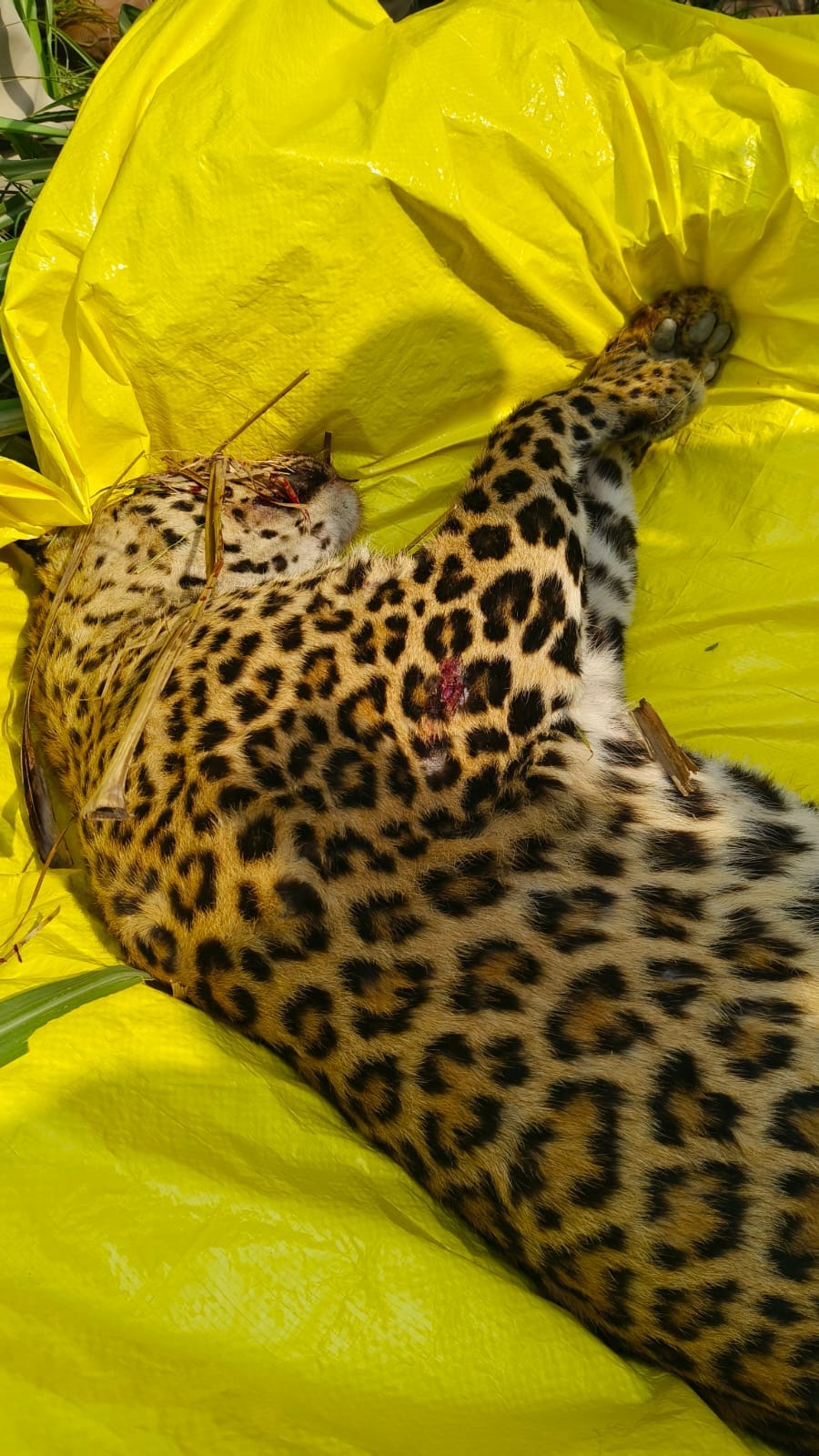 The leopard was killed with sharp weapons after being beaten unconscious.