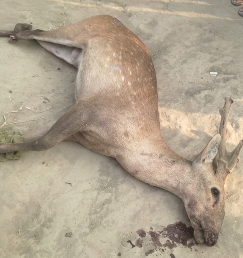 Chital died due to excessive bleeding and shock
