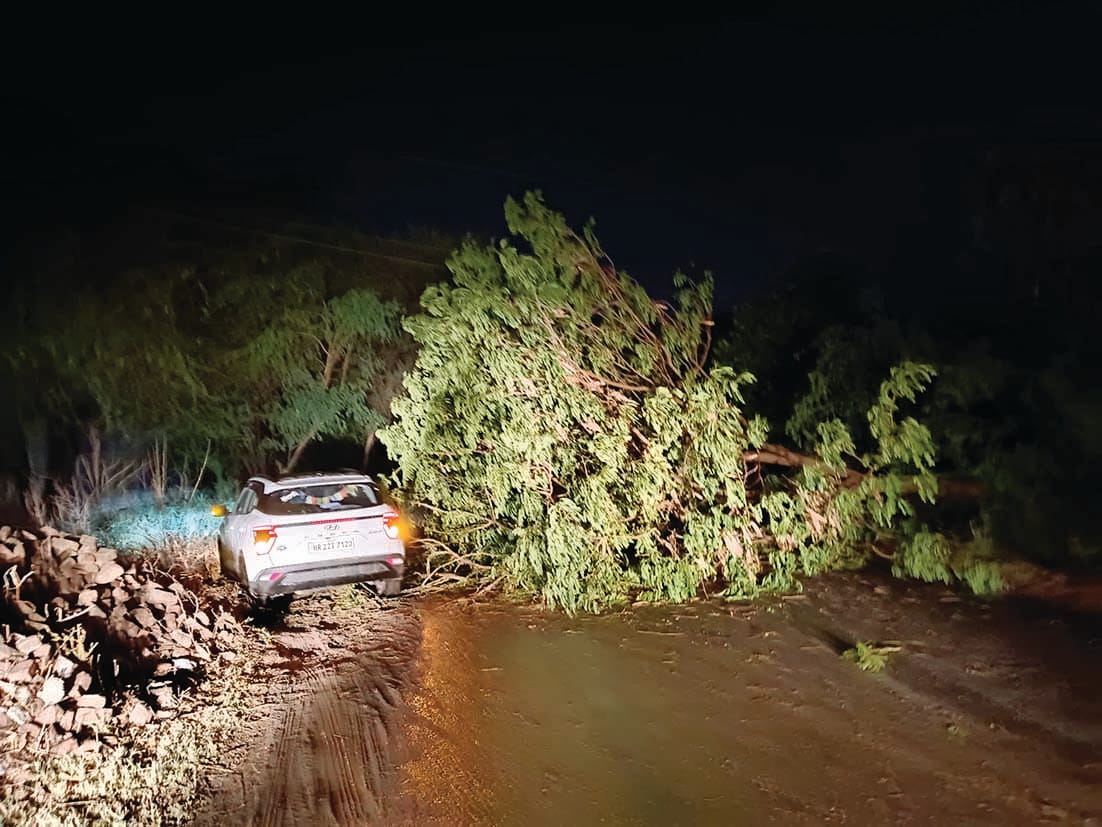 150 electric poles fell in the storm, wheat got wet due to rain