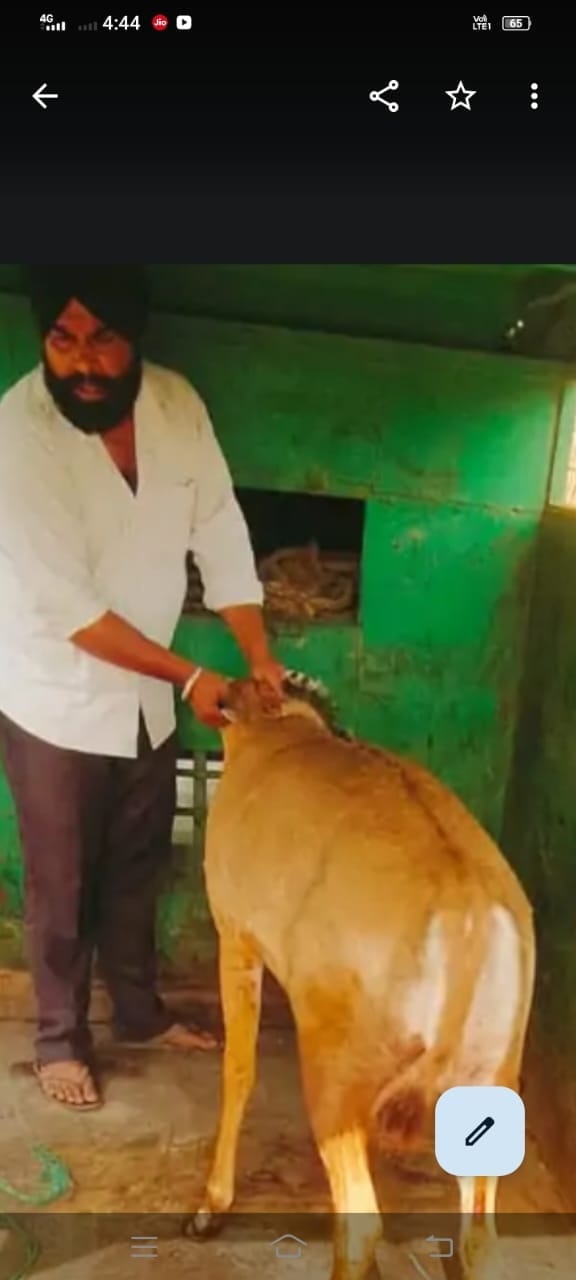 Dogs scratched the baby Nilgai, treatment is going on in the deer park.