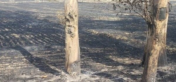 Trees burning due to wheat residue being set on fire