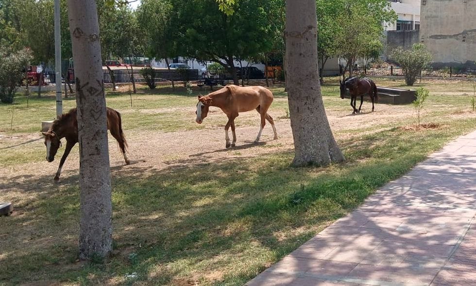 Hall Central Park: Mules and horses roam in the park instead of people, problem created due to broken railing