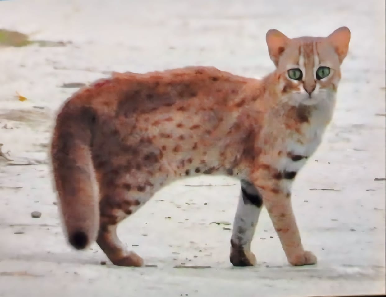Endangered species of cat seen in Dudhwa