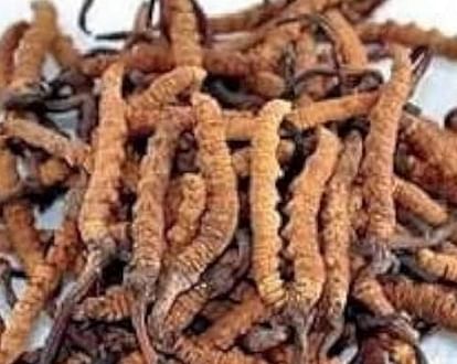 Uttarakhand: कीड़ाजड़ी और गुच्छी मशरूम को वन उपज की श्रेणी में लाने की तैयारी, महंगे दाम में है बिकता Preparations underway to bring Caterpillar fungus and Gucchi mushroom into the category of forest produce