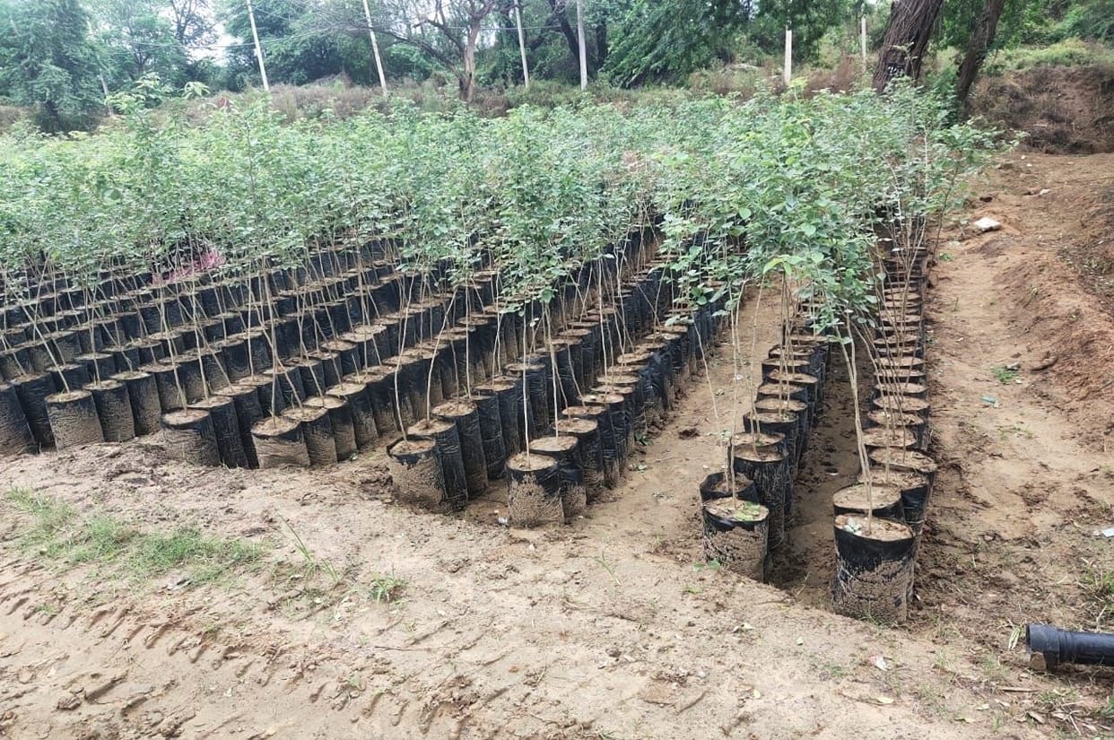 Garden scam in Uttarakhand License given without following standards order to supply plants the next day