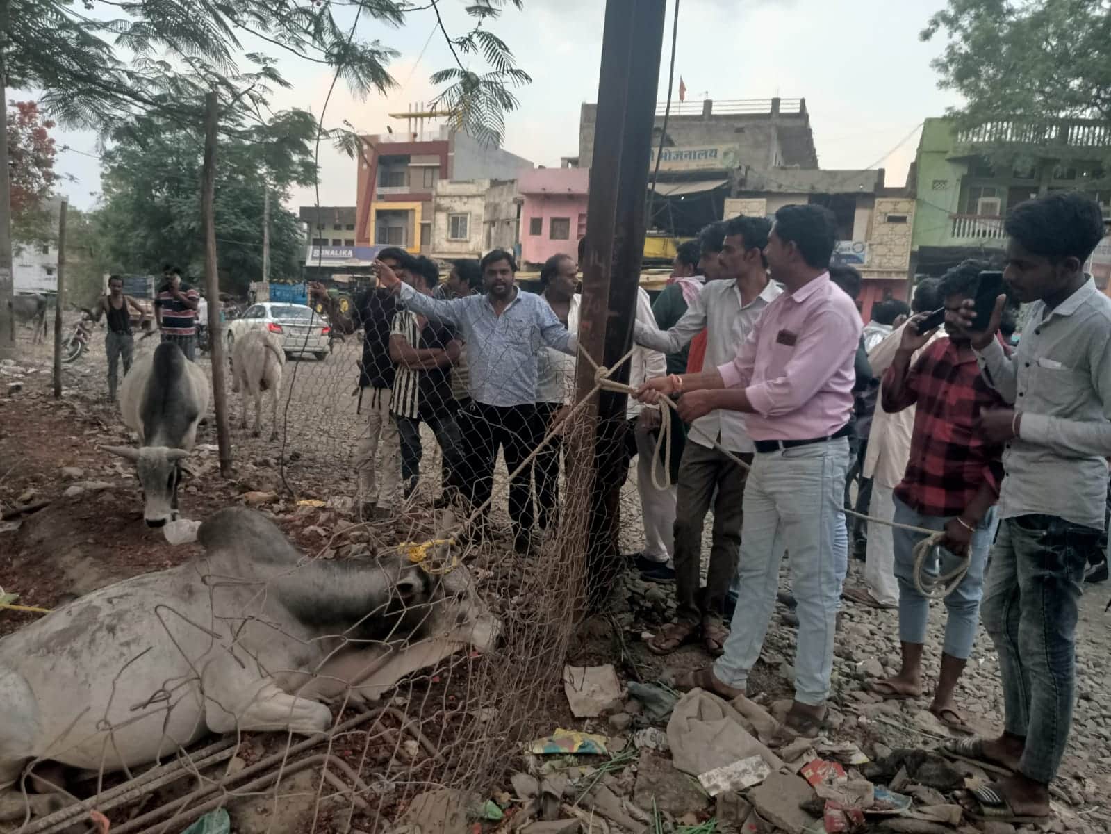पागल सांड को पकड़कर पेड़ से बांधा