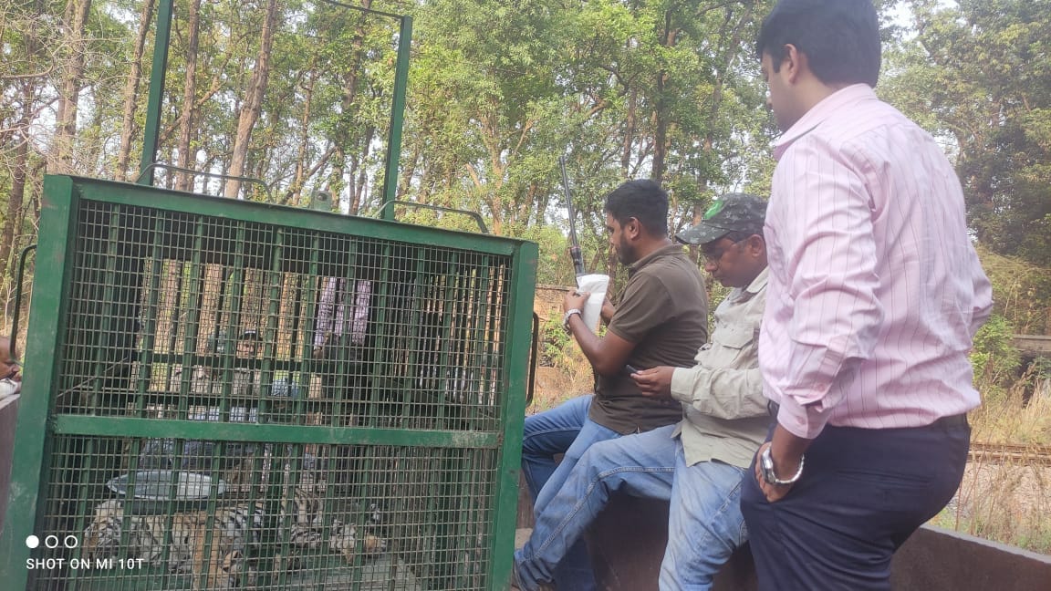 Tiger cub injured after being hit by train