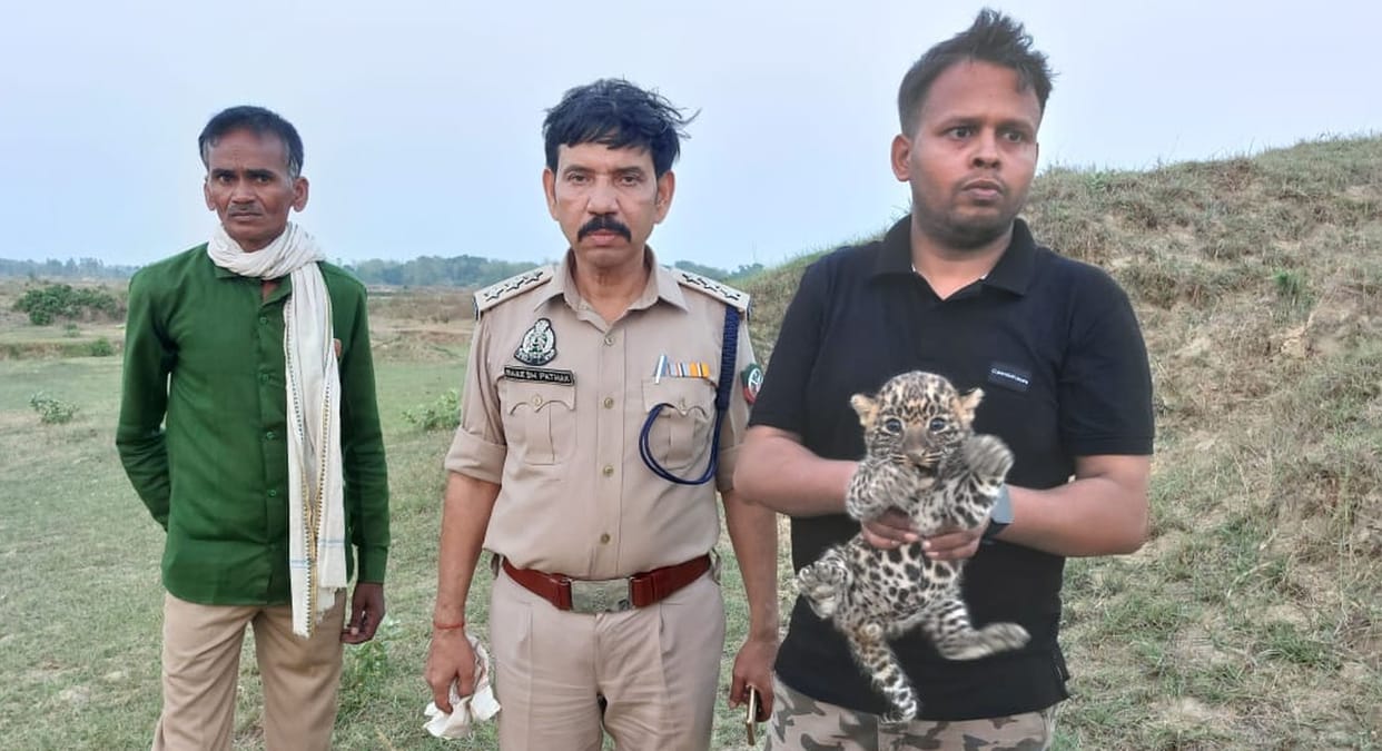 Two leopard cubs found in ruins