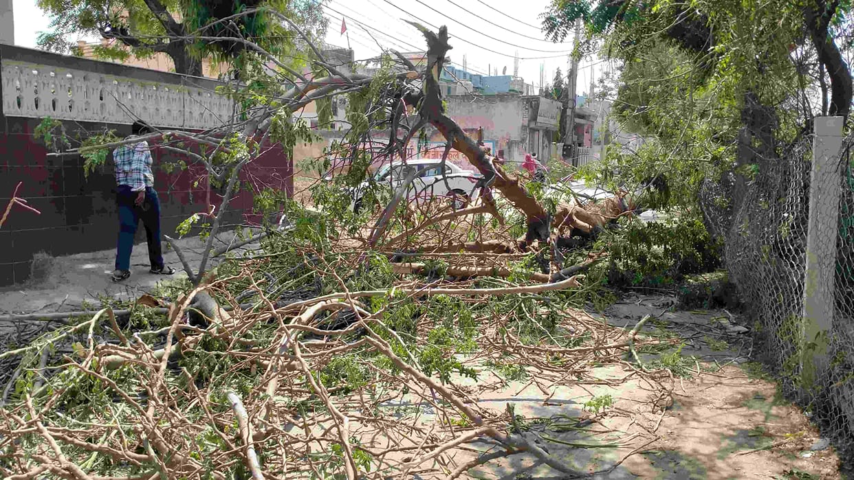 Rain and strong winds fell trees in several places, power supply disrupted