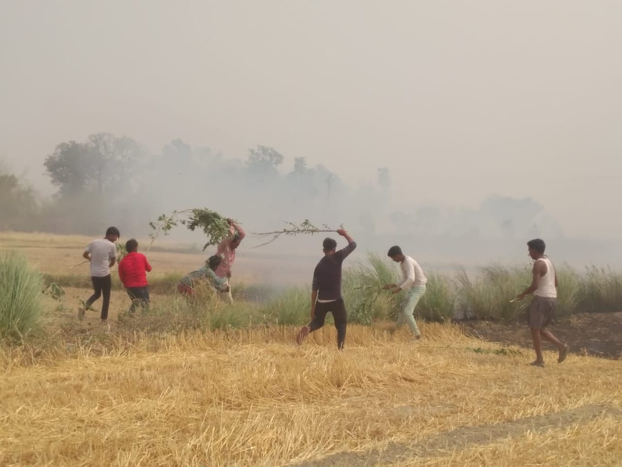 Wheat stalks of sugarcane paddy burnt