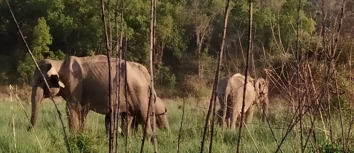 Life in villages unsafe due to wildlife migration