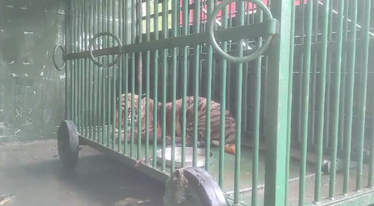 Ate meat, drank water, the female female was growling in the cage.