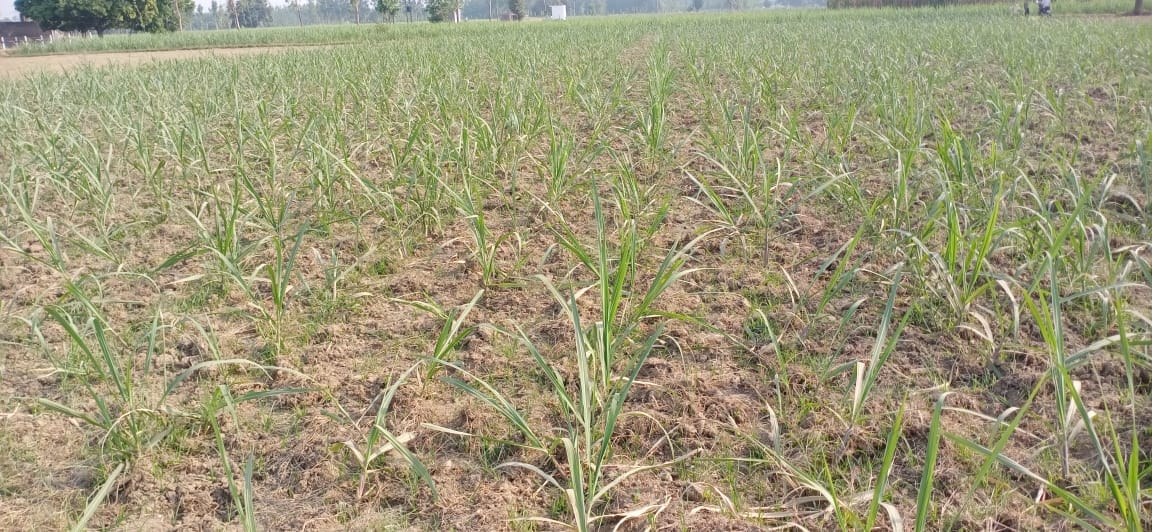 Change of sugarcane variety in 24222 hectares in the district