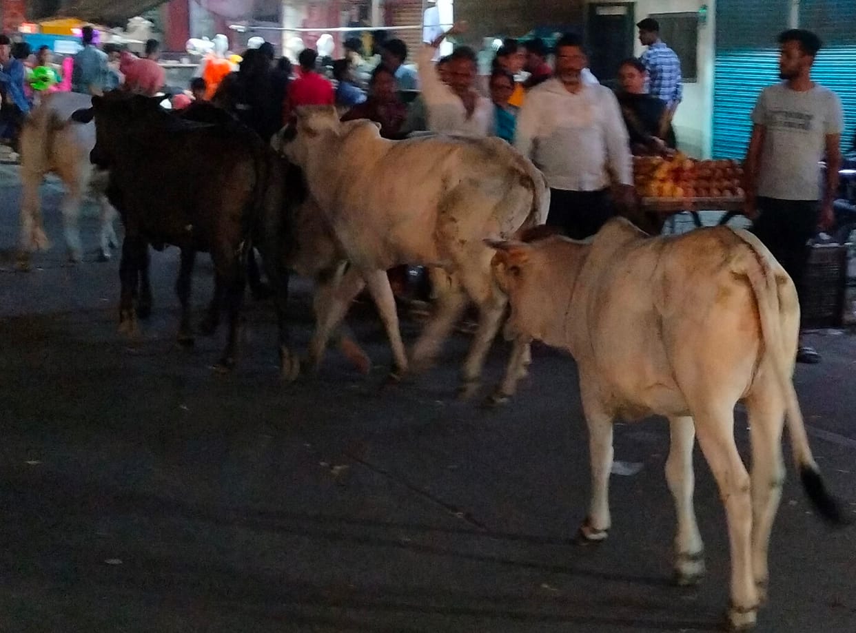 Terror of stray animals, accidents happening on the road