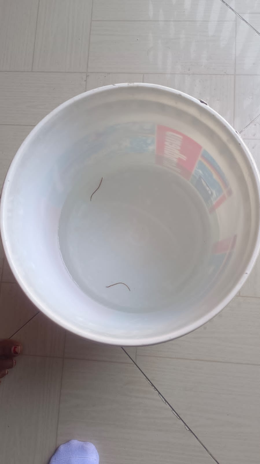 Insects come out with water from taps in Sughal, fear of spreading disease among people