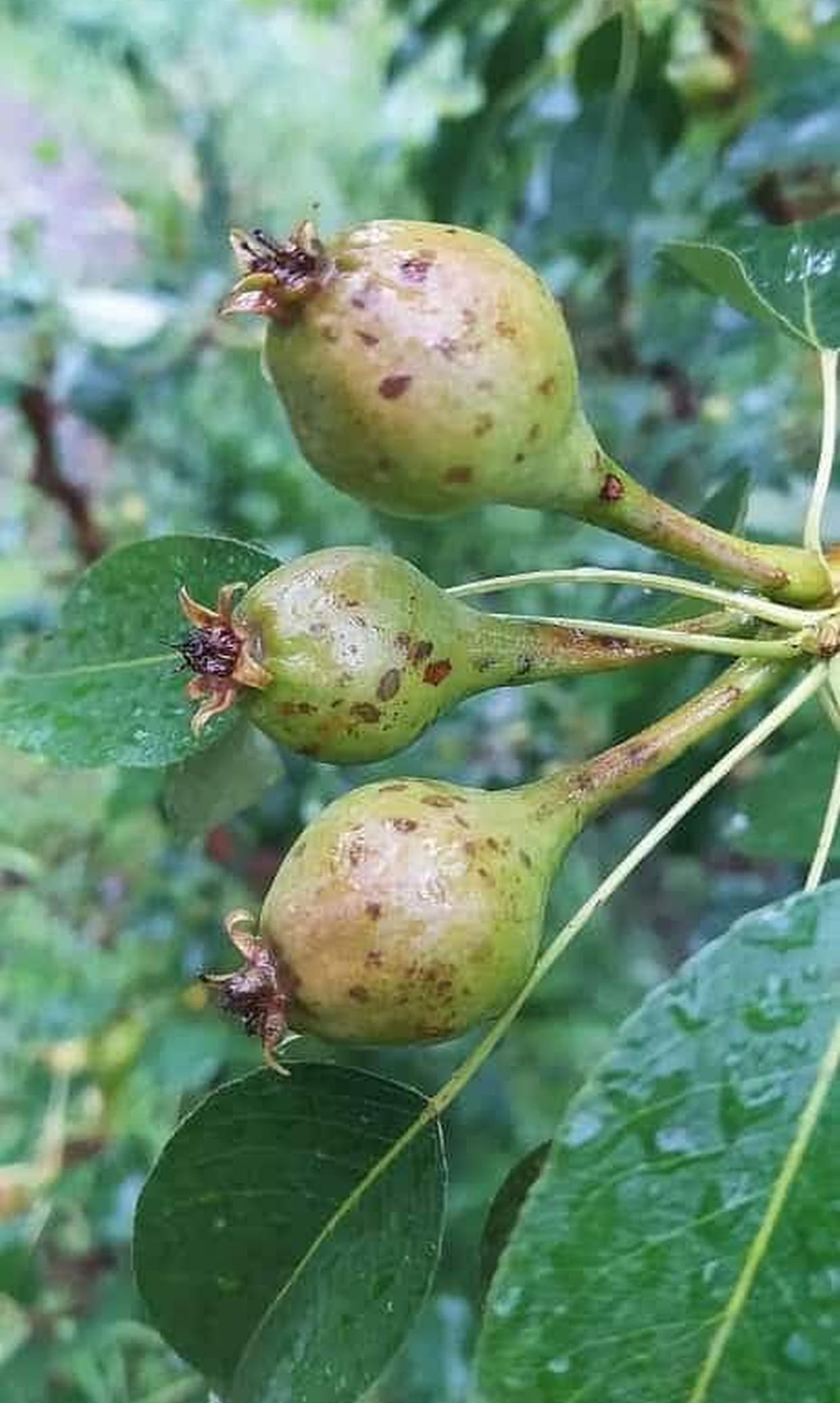 Anti hail net damaged by storm, apple crop affected by hail