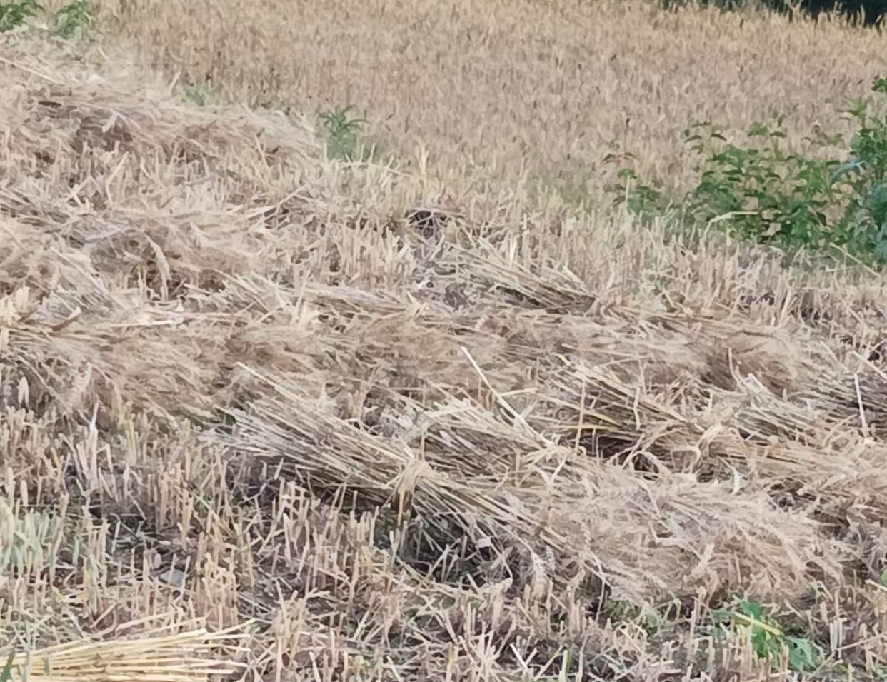 The harvested wheat crop got wet in the fields.