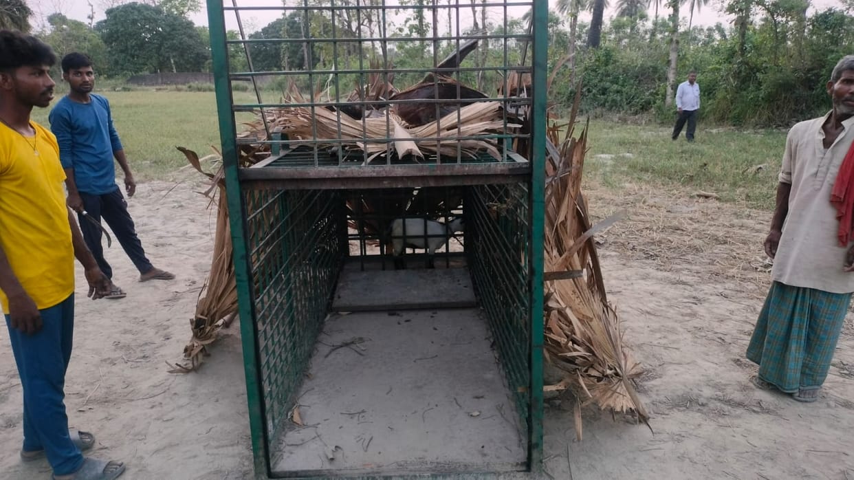 Cage installed to catch leopard