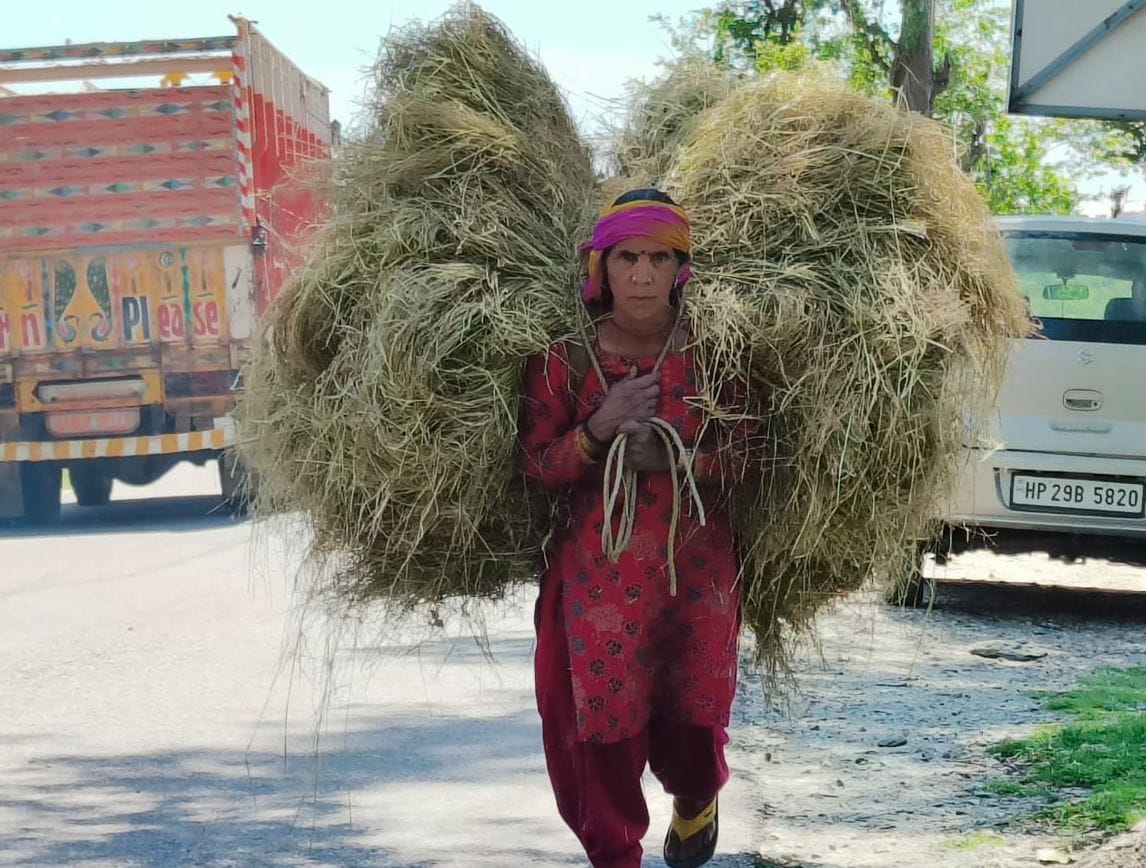 As soon as the weather cleared, farmers collected the wheat crop, threshing work started.