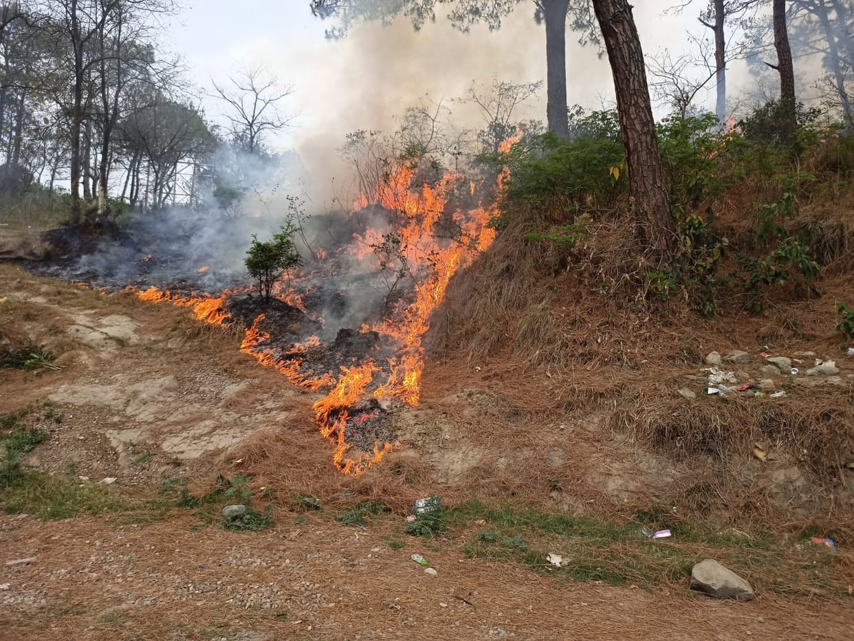 Rain came as relief on the burning pine forests.