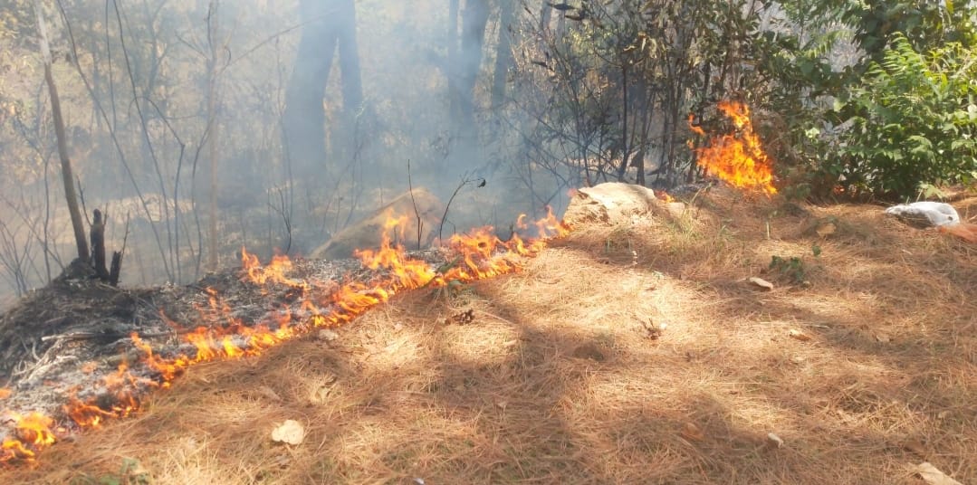 Fire breaks out in Chadoli forest, huge loss to forest resources