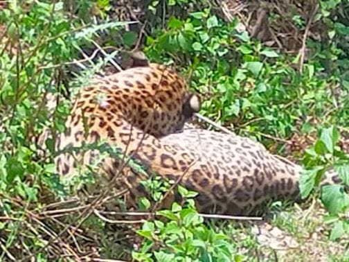 Leopard found injured in Naghar Majila, sent to Ranibagh Rescue Centre