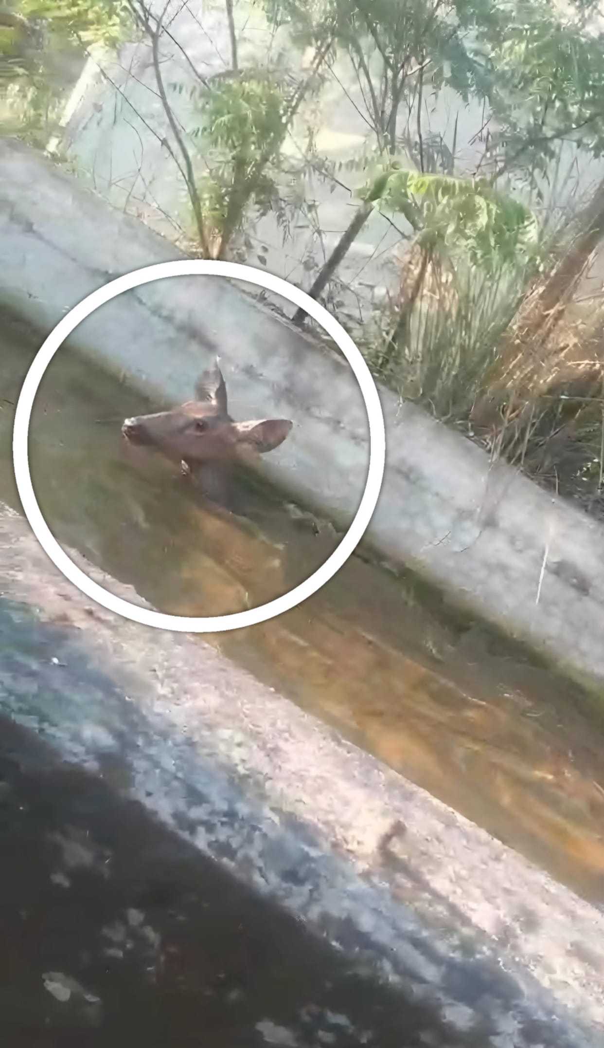 Bilaspur, Jhanduta, Baloh Panchayat, village Fagog, rescue of Nilgai done