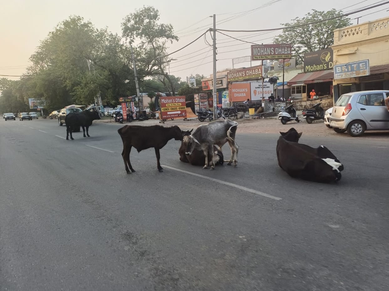 elderly man riding bike died after colliding with cattle in Mainpuri while two people injured