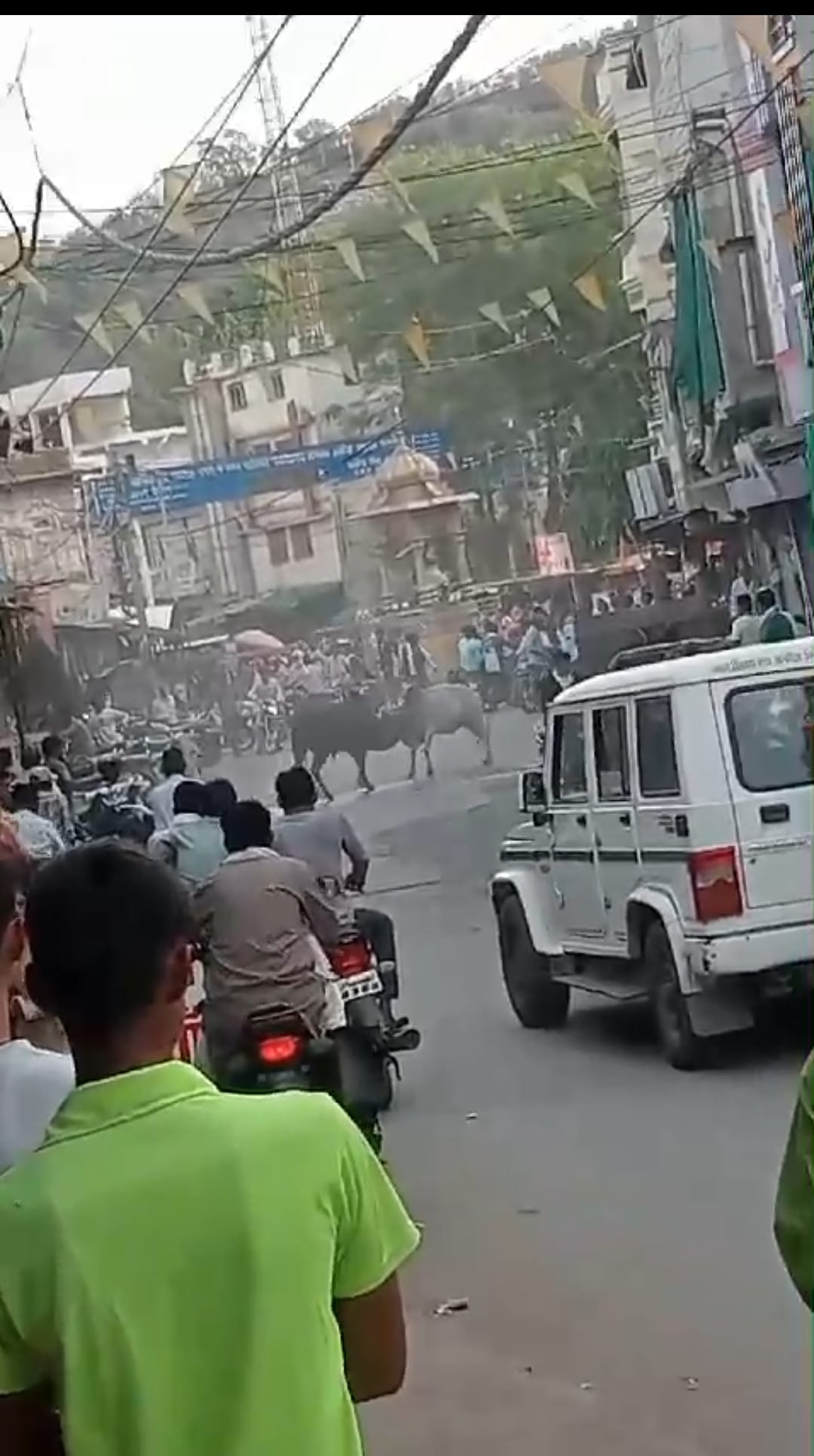 Rajgarh News Bulls fight at intersection in Narsinghgarh same situation persists day after day