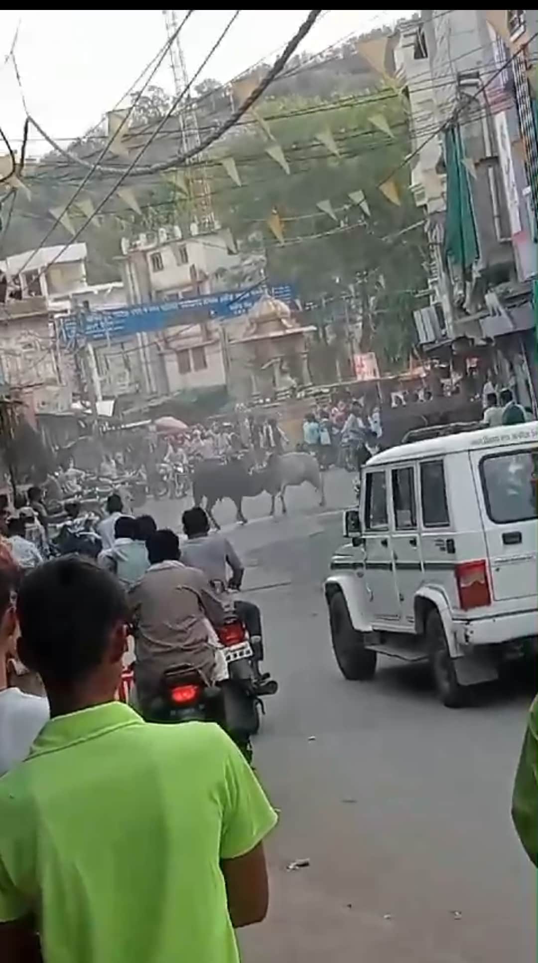 बीच चौराहे पर आपस में लड़ते हुए सांड