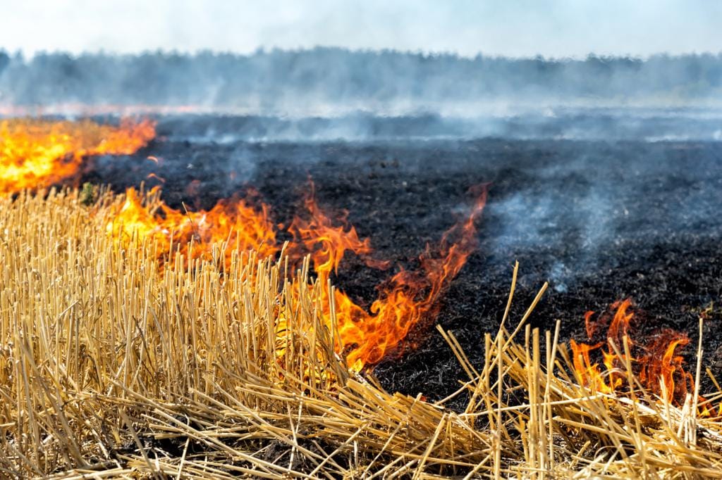 Four people fined for setting fire to crop residue