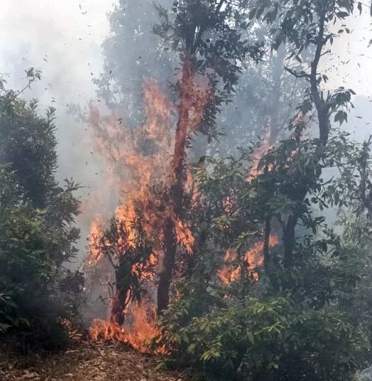Forest fire near Military Hospital Ranikhet