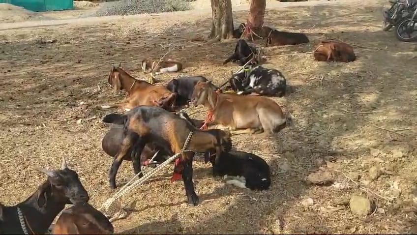 Unknown thieves stole goats from Animal Husbandry Minister's village, police recovered from Sagar