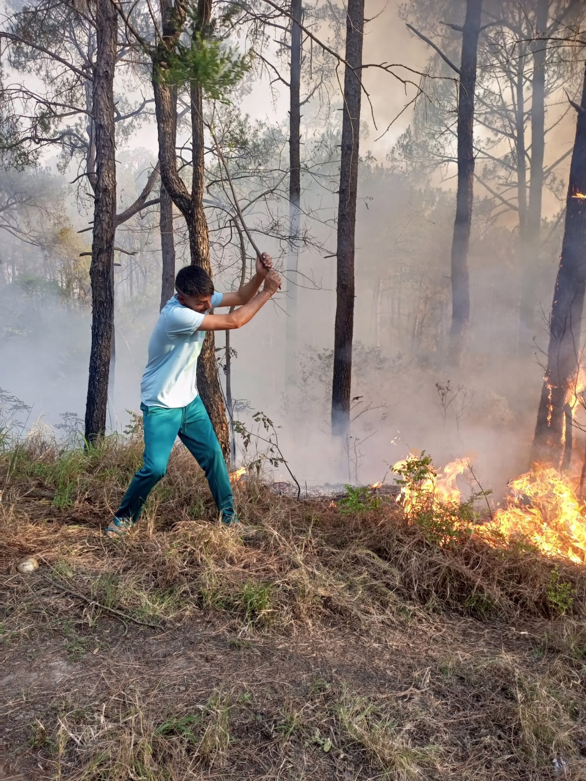 Uttarakhand Forest Fire: Damage to forest wealth due to forest fire in nainital