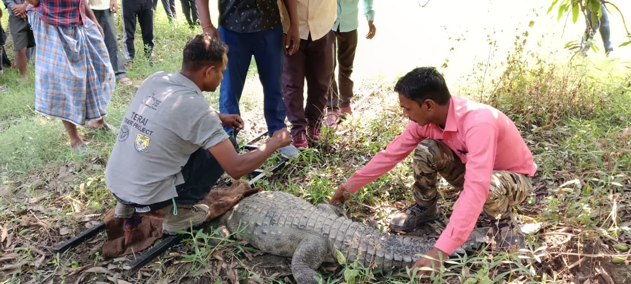 Crocodile entered populated area, created chaos