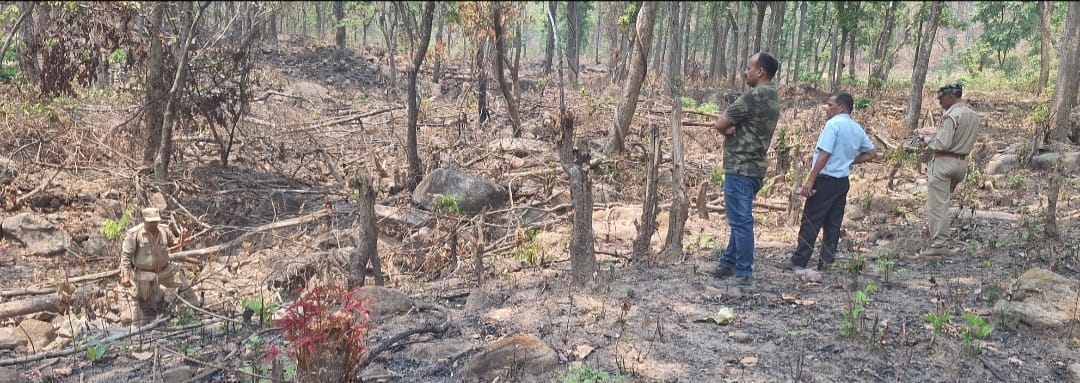 32 Kukat trees were found cut from Gauja Naap land.