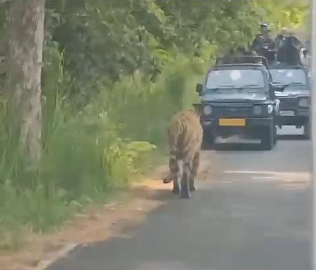 DM saw tiger during jungle safari