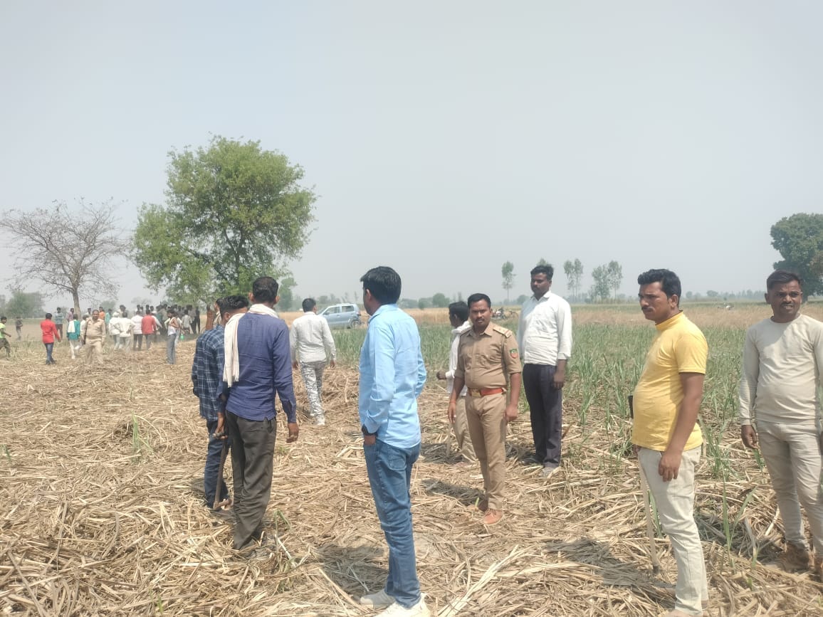 The tiger devoured the calf grazing in the field