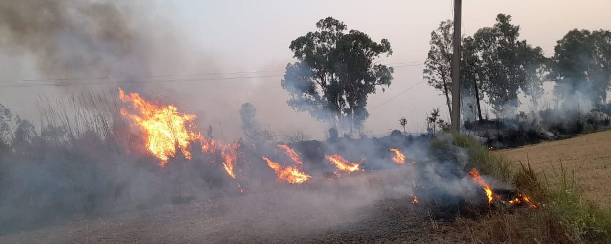 Greenery scorched in flames of fire in Dadri, forest guards summoned to submit report