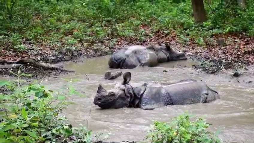 Rhinos loitering in the waterhole of Dudhwa