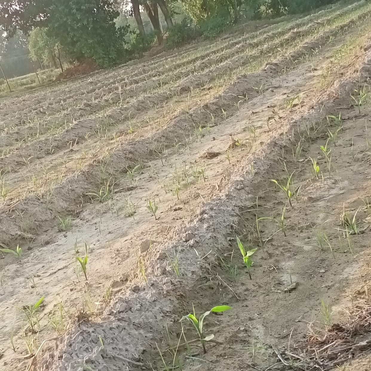 Improvement in irrigation facilities, crops are getting ready due to early farming