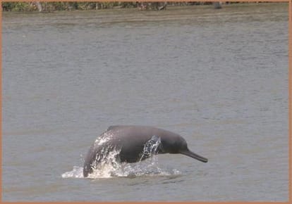 प्रोजेक्ट डॉल्फिन