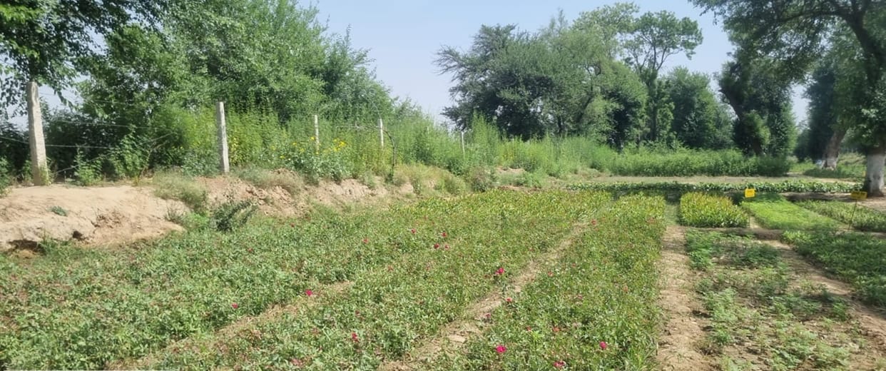 Forest department will distribute 5.22 lakh saplings to increase greenery