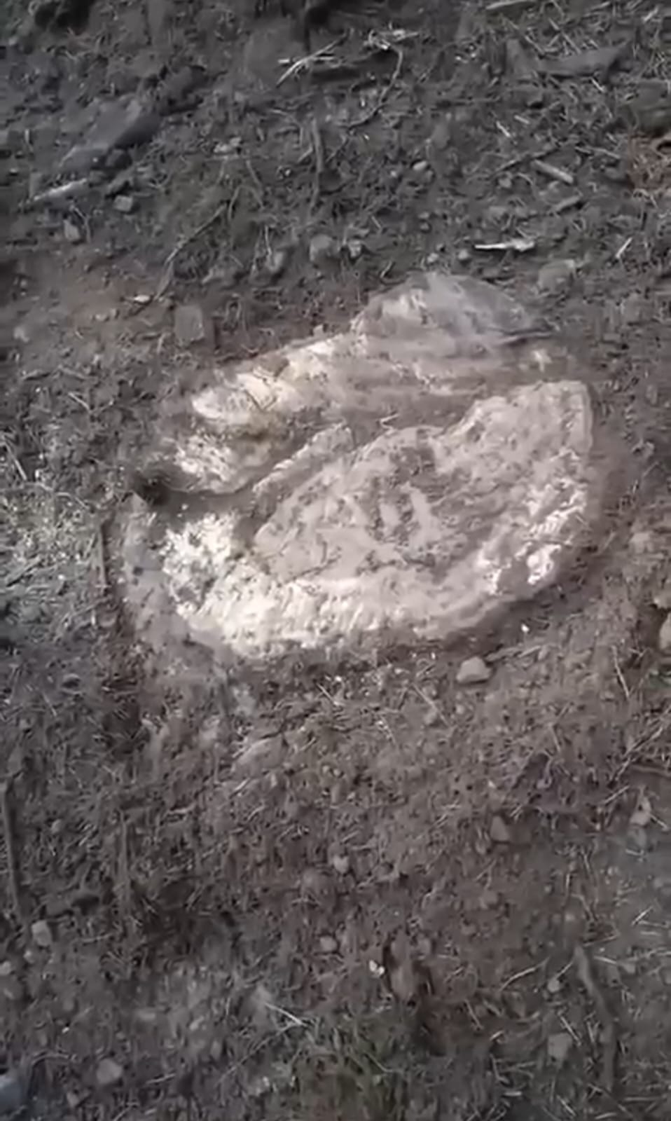 After felling of trees in Chachul forest, lot numbers were put on the stumps, wood also missing